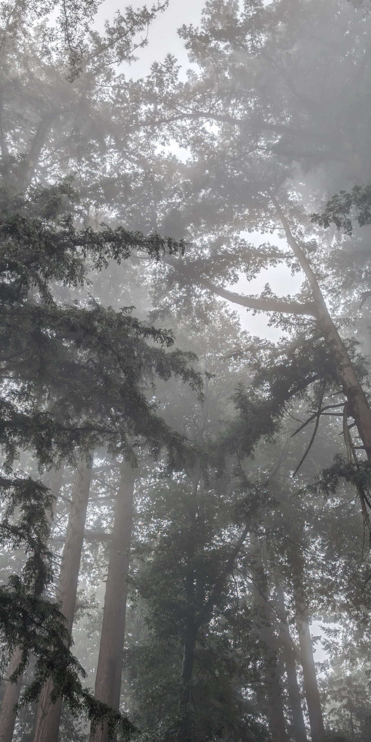 Misty Blanket Three Panel - Image 3