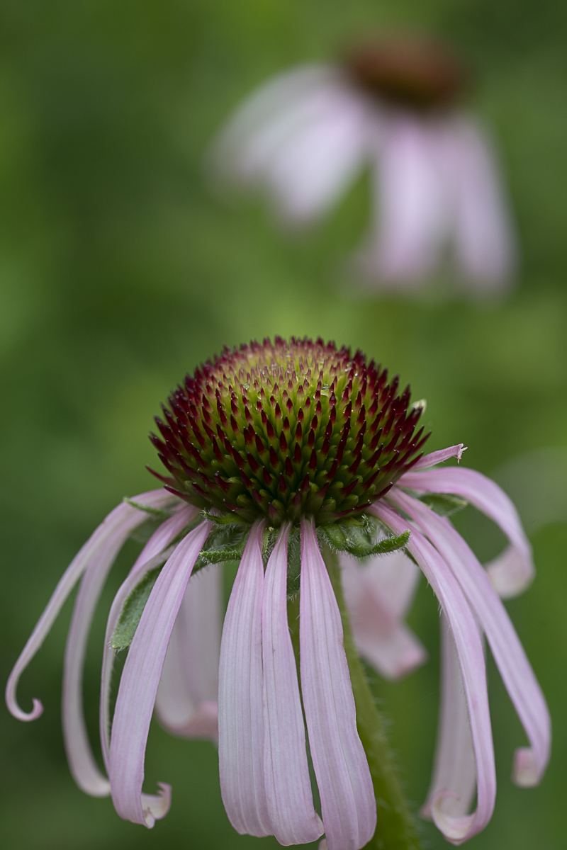 Coneflower Macro Art Print titled A Little Shy by Philip J. Guettler.