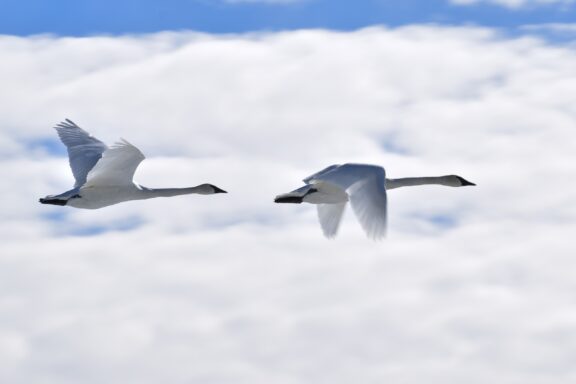 Above the Clouds