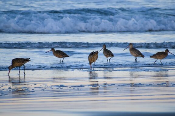 Beach Breakfast