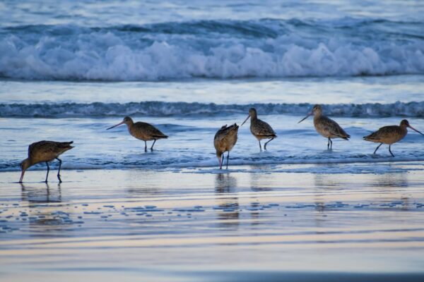 Coastal Wildlife Fine Art titled Beach Breakfast by Philip J. Guettler.