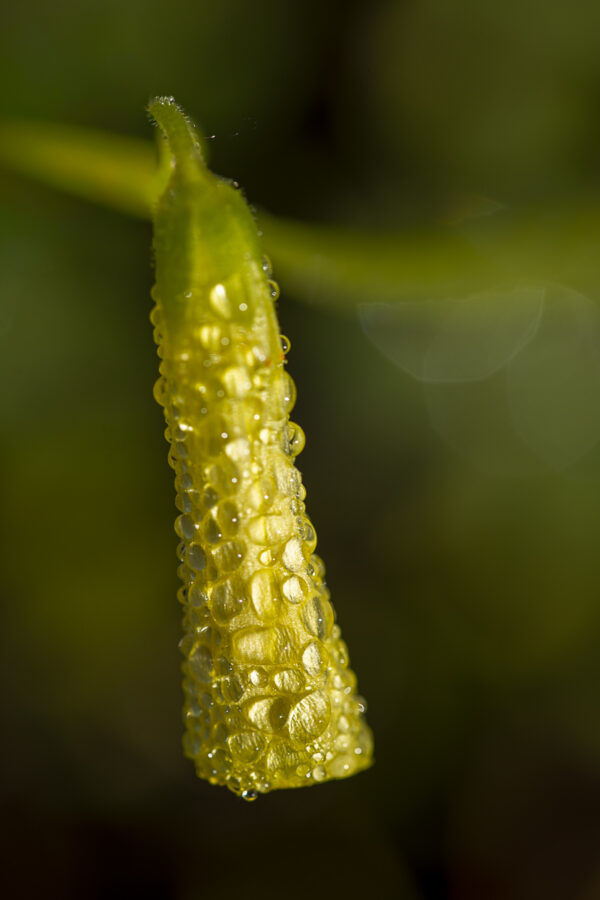Wildflower Macro Art Print titled Beaded Bell by Philip J. Guettler.
