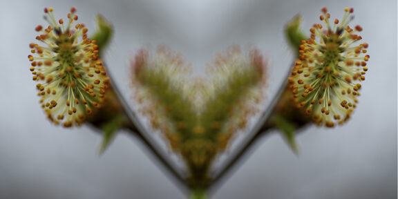 Blurred Beauty-Mirrored