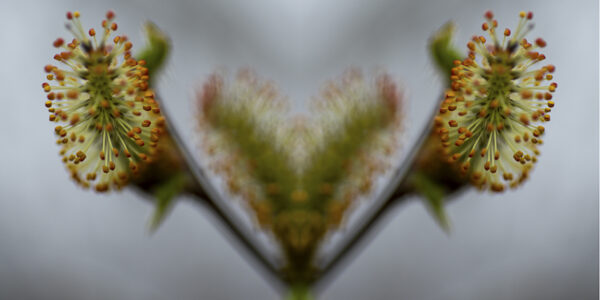 Abstract Floral Fine Art titled Heart of Blurred Beauty by Philip J. Guettler.