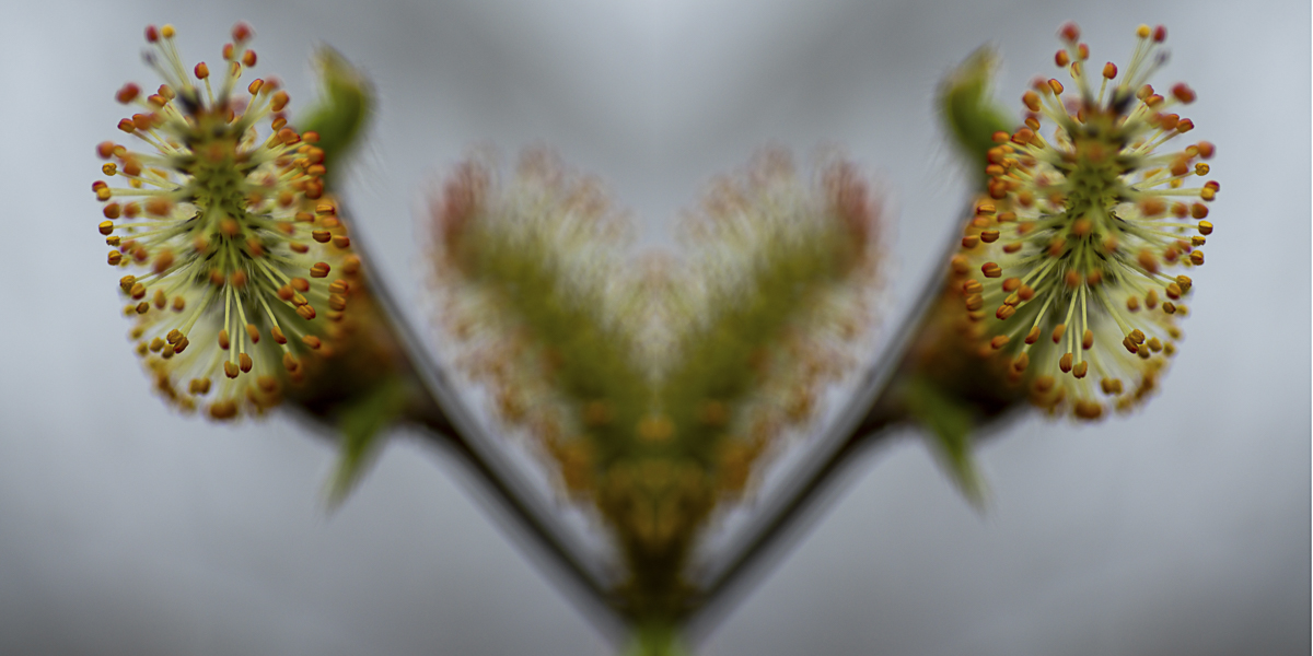 Abstract Floral Fine Art titled Heart of Blurred Beauty by Philip J. Guettler.