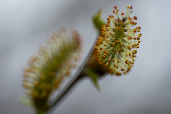 Blurred Beauty