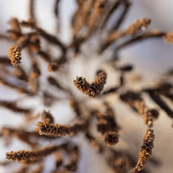 Winter Botanical Fine Art titled Bowl of Bran by Philip J. Guettler.