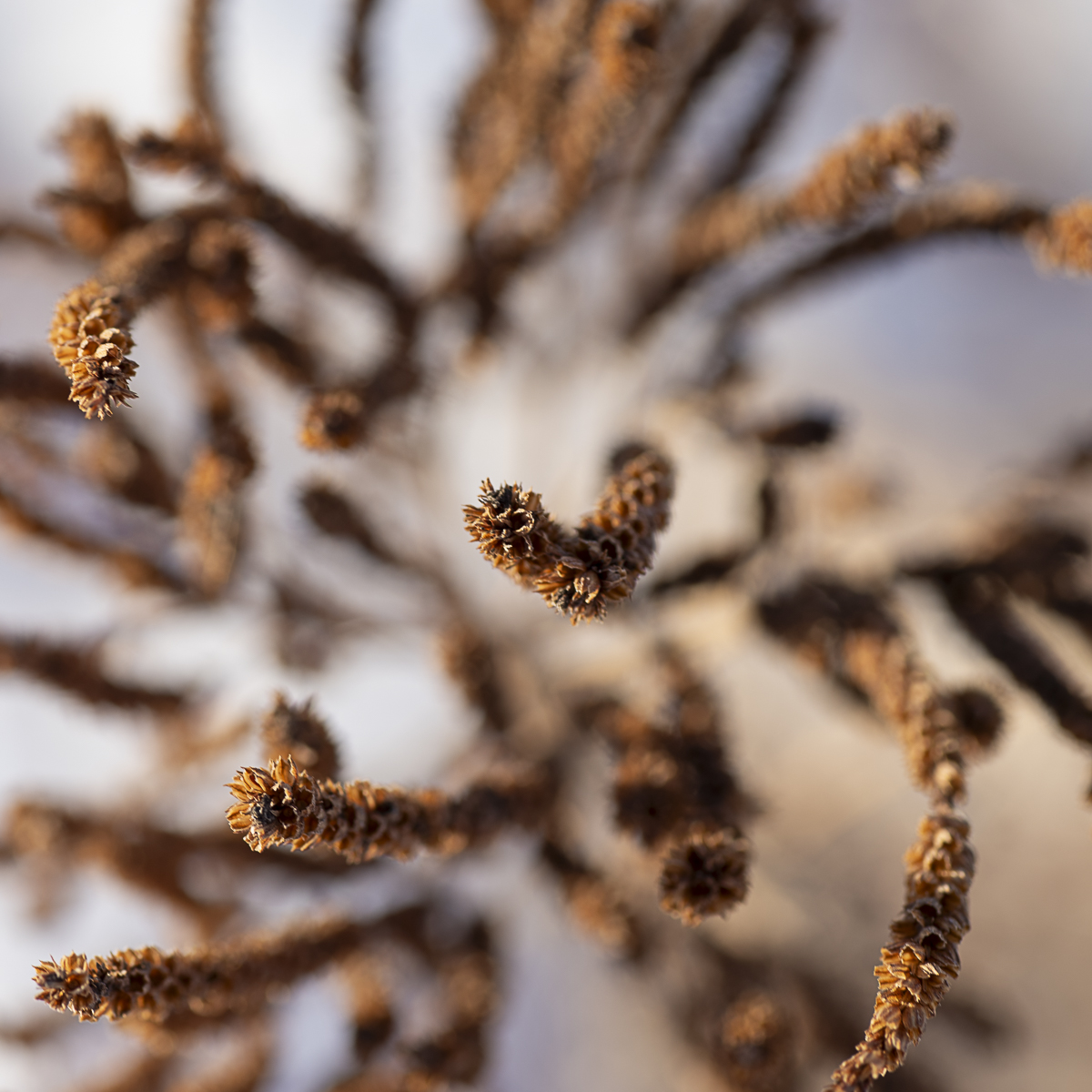 Winter Botanical Fine Art titled Bowl of Bran by Philip J. Guettler.