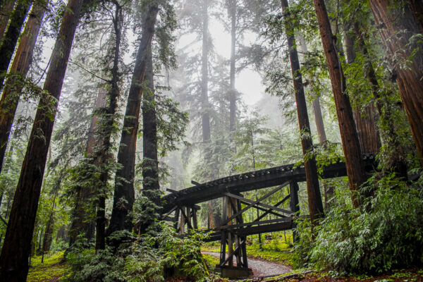Redwood Forest Fine Art titled Bridge to Nowhere by Philip J. Guettler.