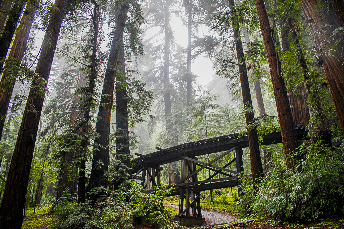 Redwood Forest Fine Art titled Bridge to Nowhere by Philip J. Guettler.