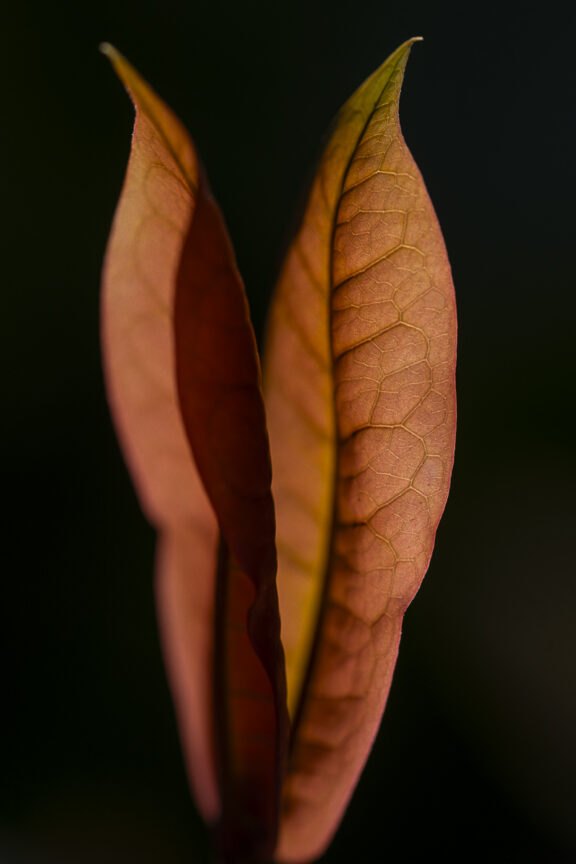 Closeup