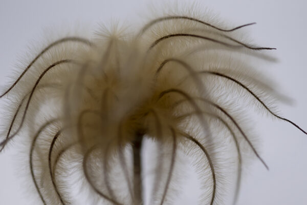Milkweed Pod Fine Art titled Crazy Hair by Philip J. Guettler.