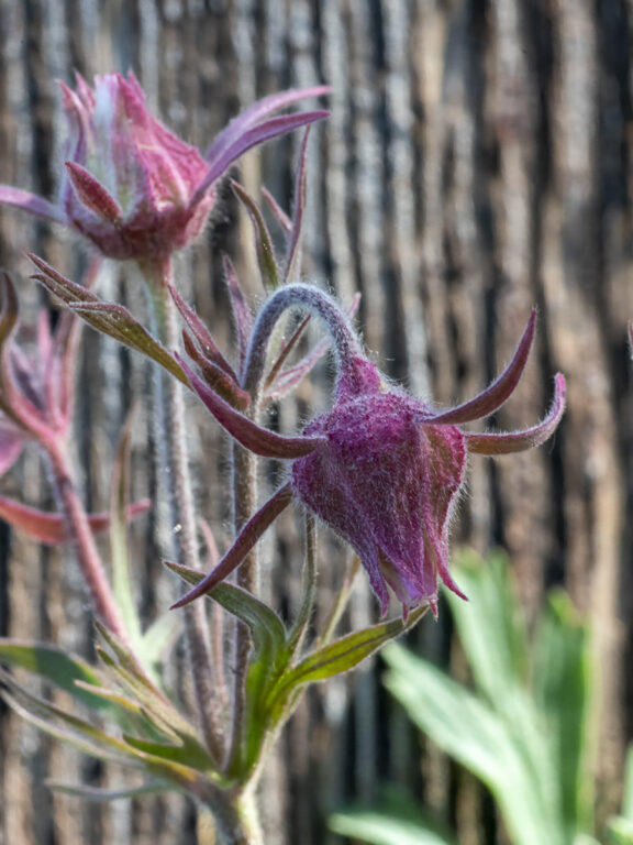 Crimson Trumpet