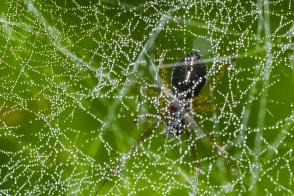 Spider Macro Wall Art titled Crystal Veil by Philip J. Guettler.