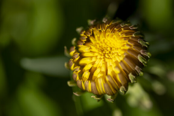 Dandy