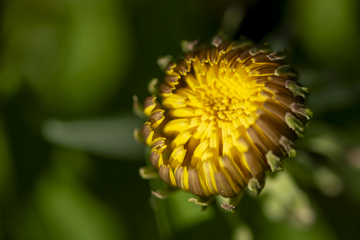 Dandelion Seed Fine Art titled Dandy by Philip J. Guettler.
