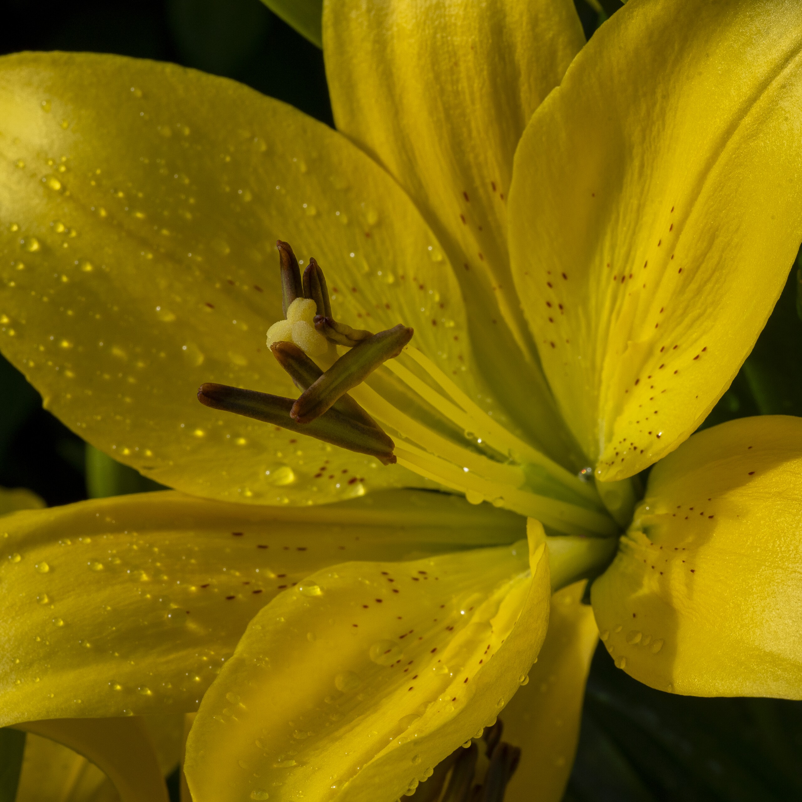 Yellow Lily Art Print titled Feeling Good by Philip J. Guettler.