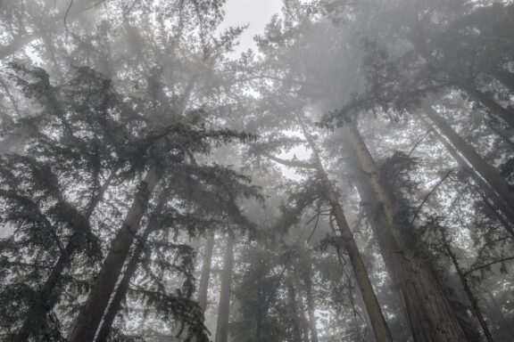 Redwood Forest Fine Art titled Misty Blanket by Philip J. Guettler.