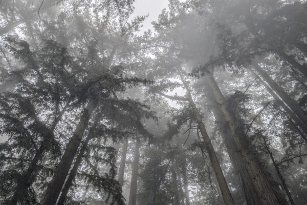 Redwood Forest Fine Art titled Misty Blanket by Philip J. Guettler.