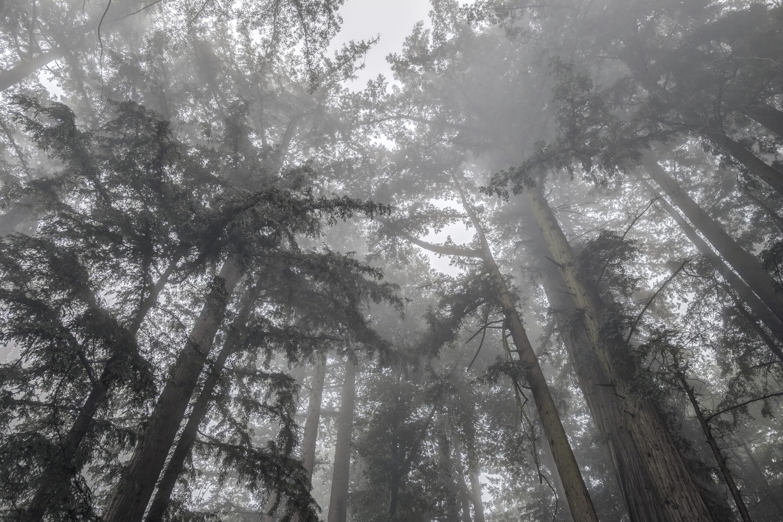 Redwood Forest Fine Art titled Misty Blanket by Philip J. Guettler.
