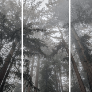 Forest Landscape Fine Art titled Misty Blanket, redwood trees in Northern California fog.