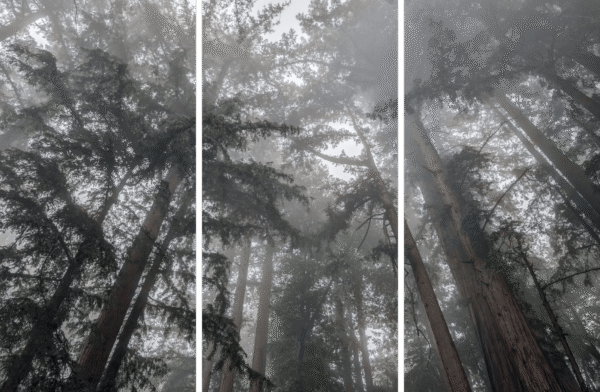 Forest Landscape Fine Art titled Misty Blanket, redwood trees in Northern California fog.