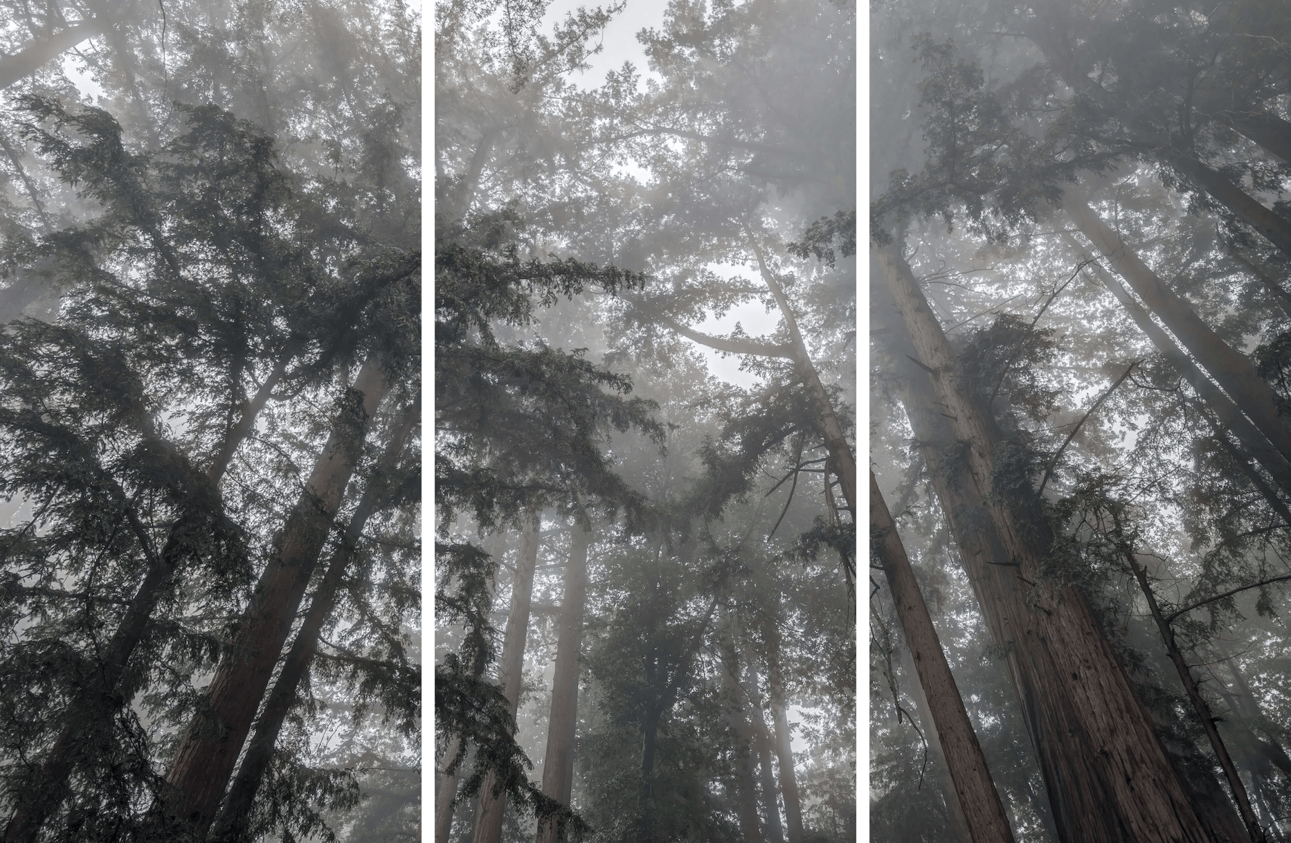 Forest Landscape Fine Art titled Misty Blanket, redwood trees in Northern California fog.