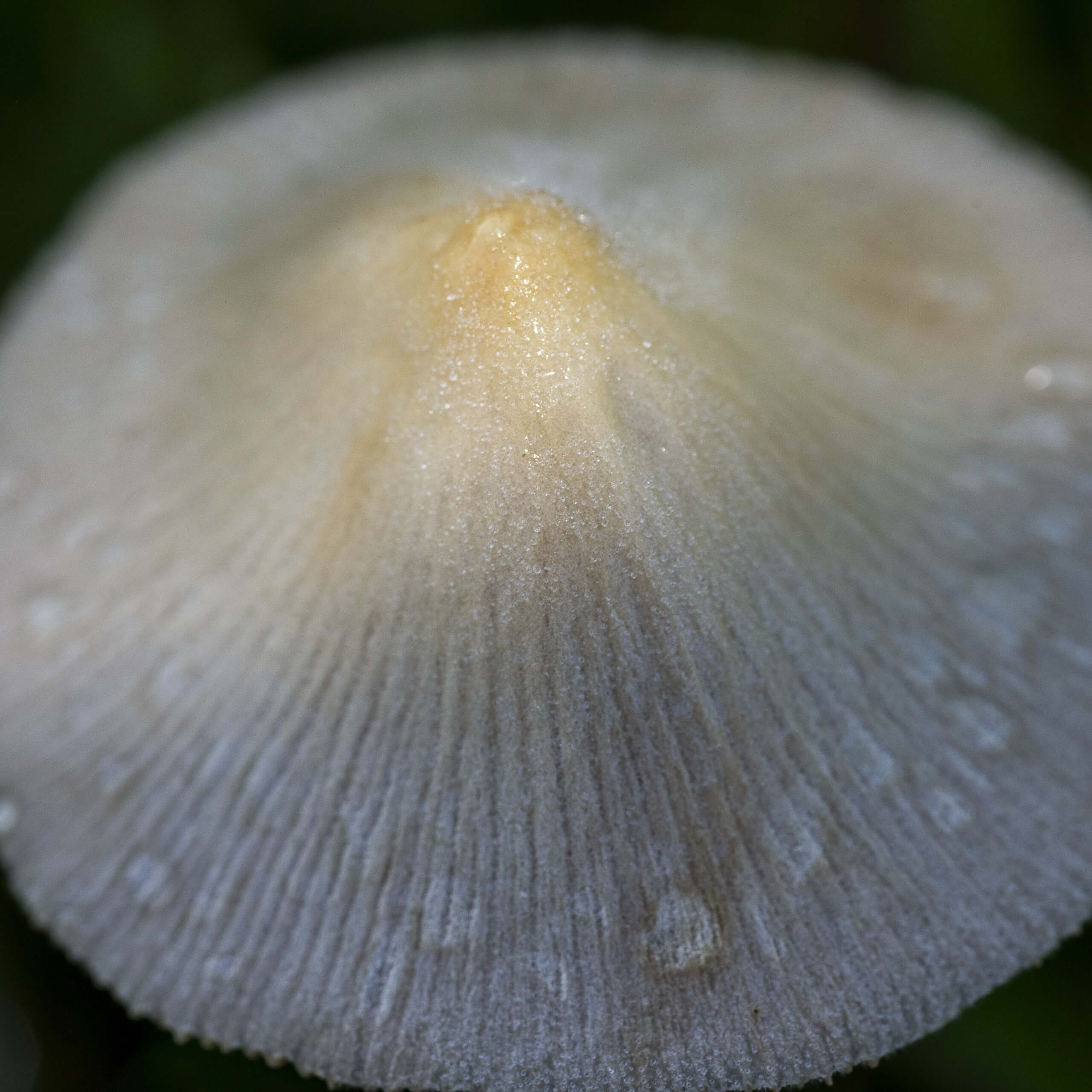 Mushroom Fine Art Print titled Nature's Umbrella by Philip J. Guettler.