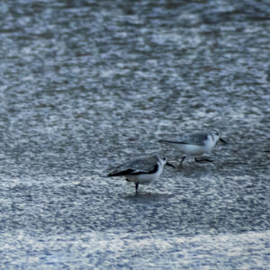 On the Move Three Panel - Image 4