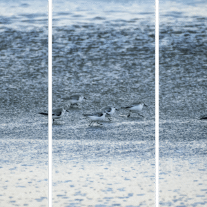 Shorebird Wildlife Photo titled On the Move by Philip J. Guettler.