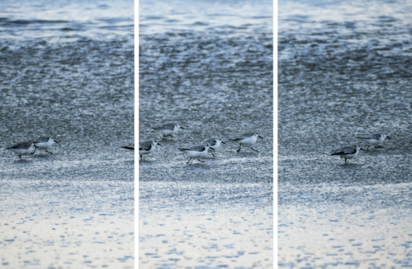Shorebird Wildlife Photo titled On the Move by Philip J. Guettler.