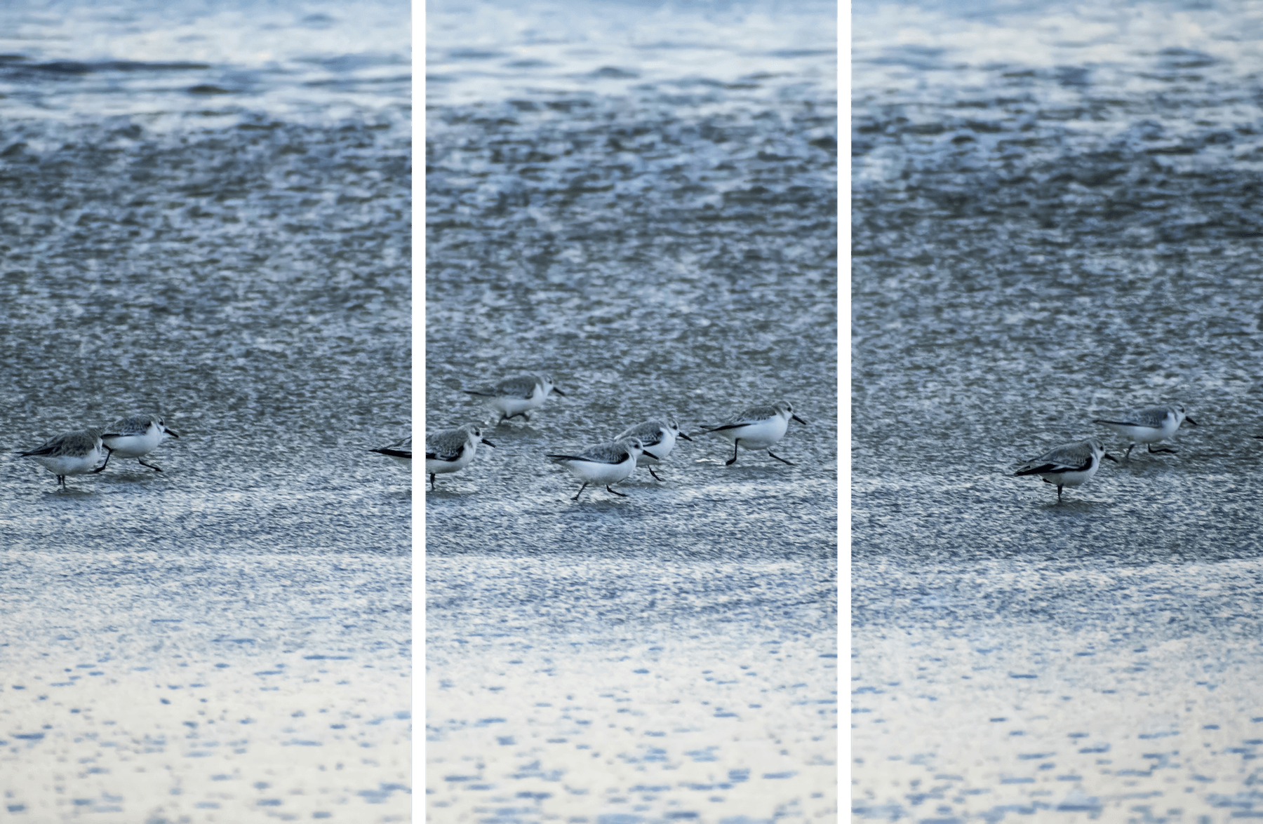 Shorebird Wildlife Photo titled On the Move by Philip J. Guettler.