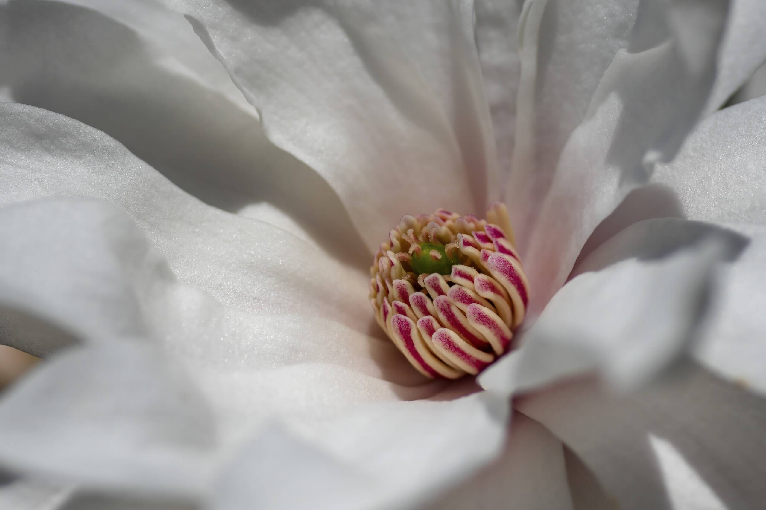 Spring Wildflower Art Print titled Peppermint Surprise by Philip J. Guettler.