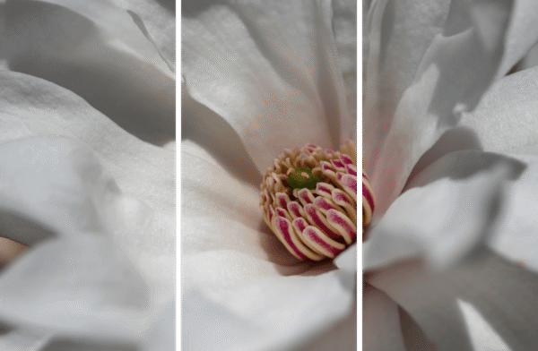 Spring Wildflower Art Print titled Peppermint Surprise by Philip J. Guettler.