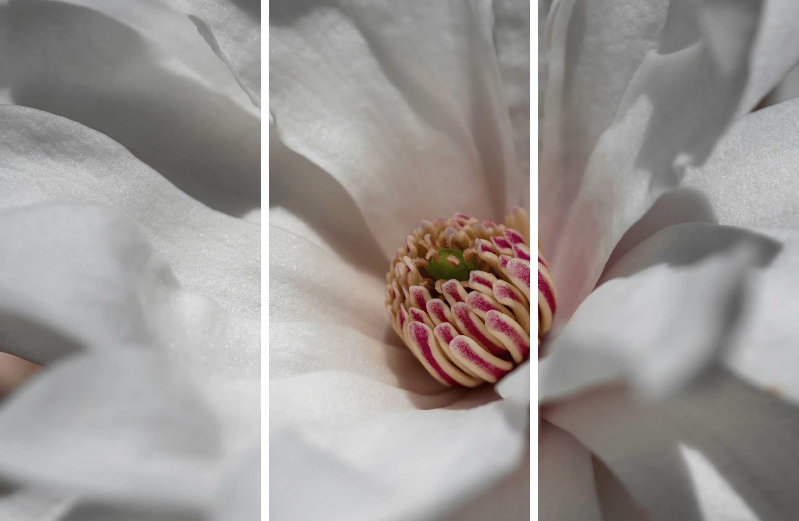 Spring Wildflower Art Print titled Peppermint Surprise by Philip J. Guettler.