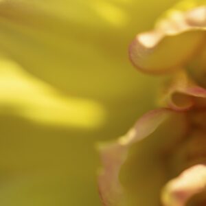Petal Power Three Panel - Image 2