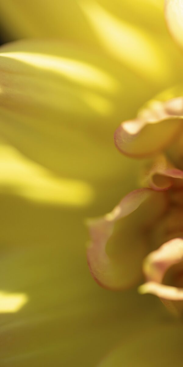 Petal Power Three Panel