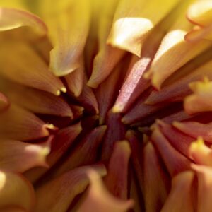 Petal Power Three Panel - Image 3