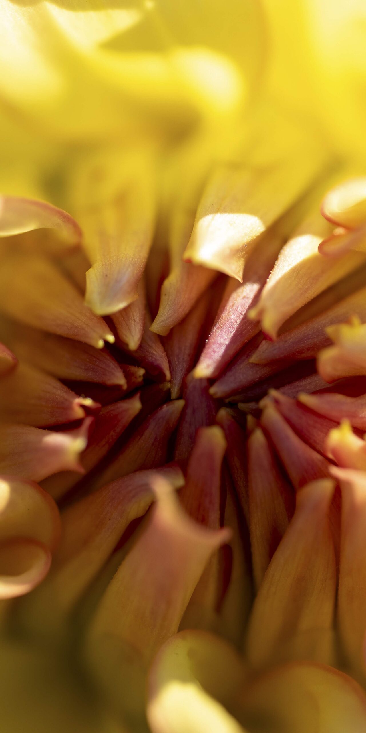 Petal Power Three Panel - Image 3