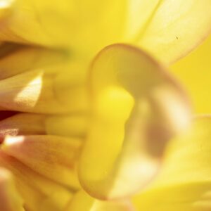 Petal Power Three Panel - Image 4