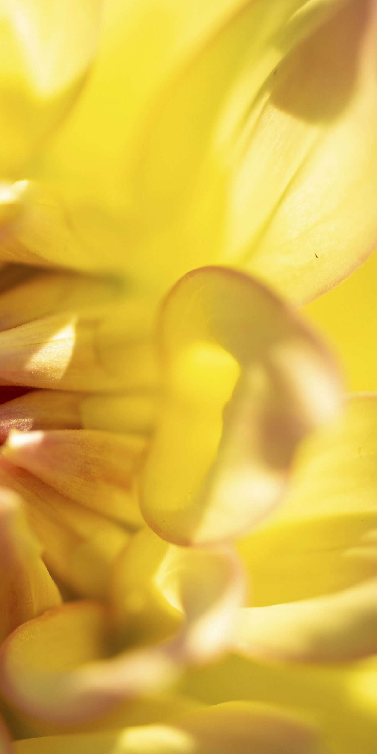 Petal Power Three Panel - Image 4
