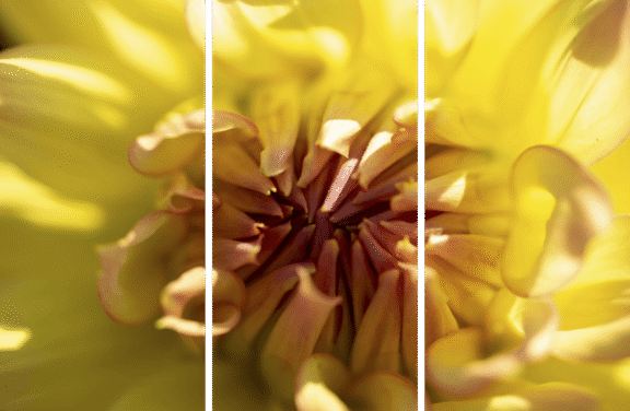 Petal Power Three Panel