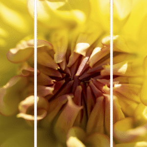 Vibrant Flower Macro Print 3-panel titled Petal Power by Philip J. Guettler.
