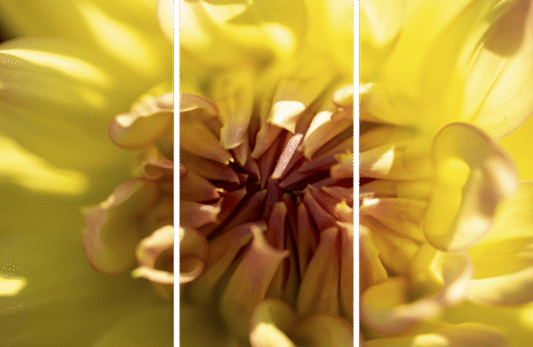Vibrant Flower Macro Print 3-panel titled Petal Power by Philip J. Guettler.