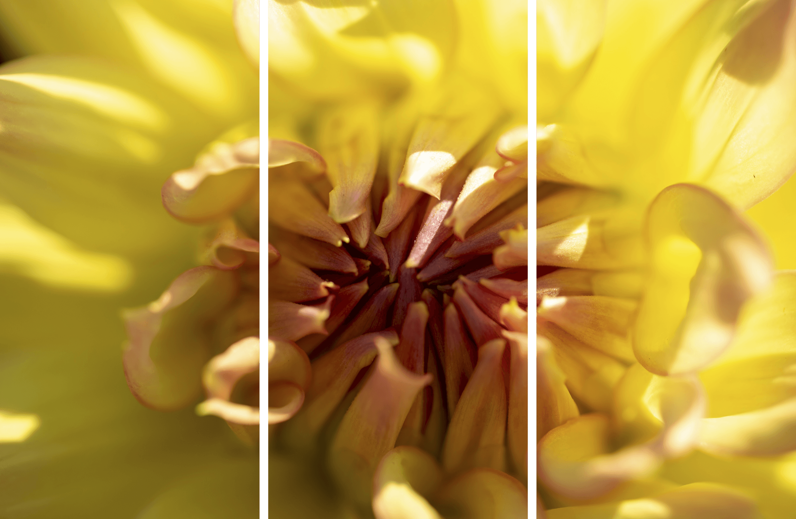 Vibrant Flower Macro Print 3-panel titled Petal Power by Philip J. Guettler.