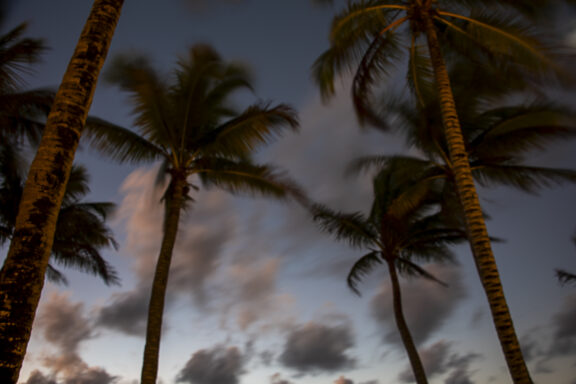 Blustery Dawn