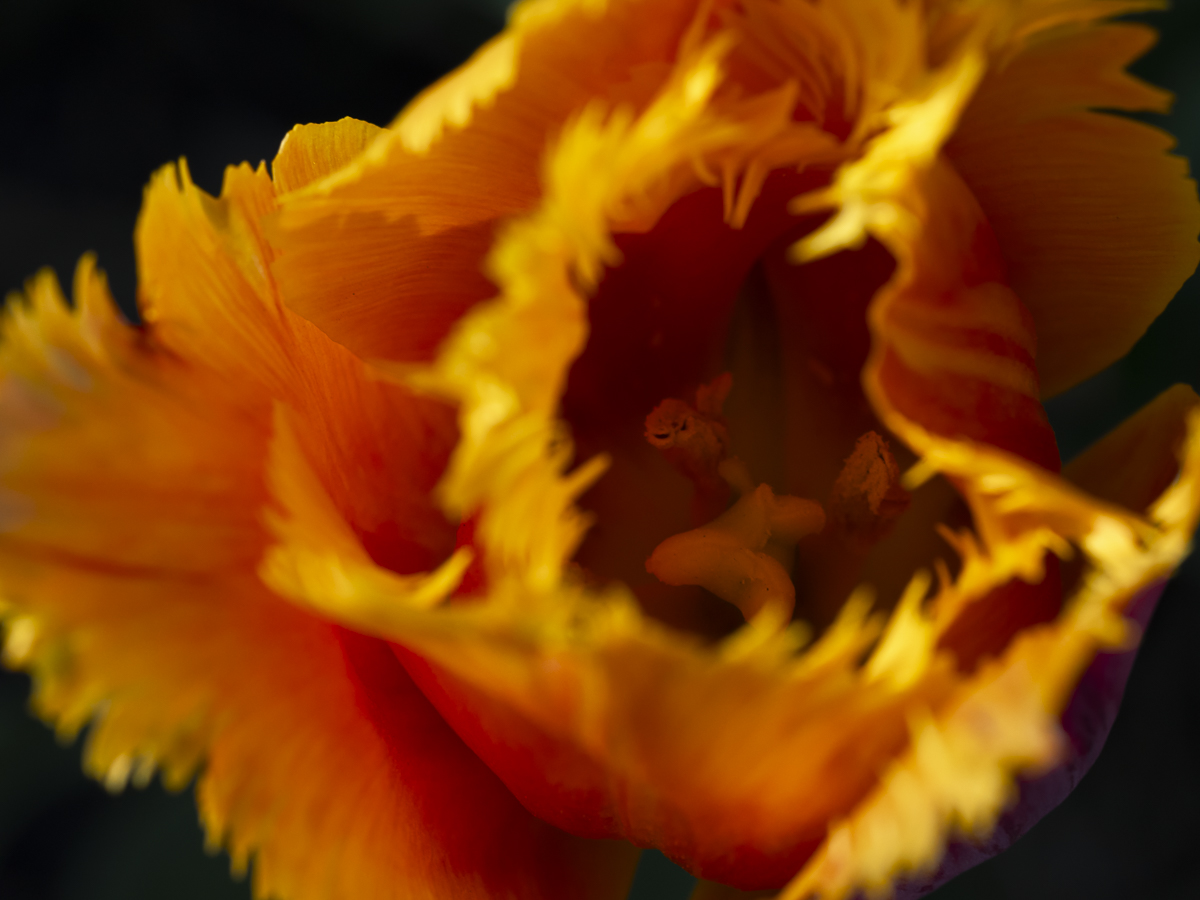 Tulip Flower Fine Art titled Clowning Around by Philip J. Guettler.