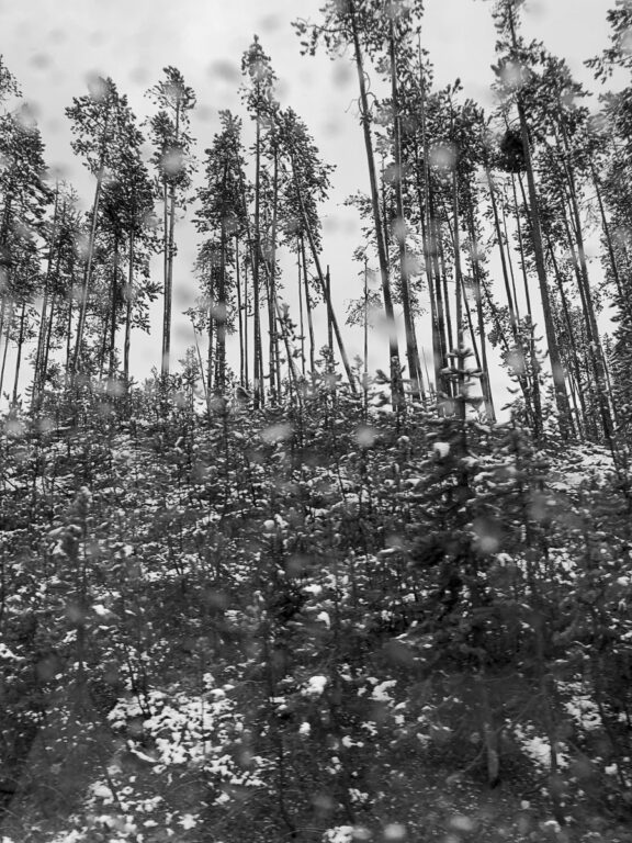 Dappled Treeline