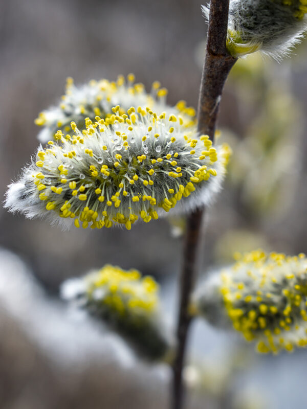 Willow Bud Fine Art titled Determined by Philip J. Guettler.