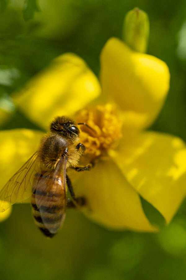 Honey Bee Macro Print titled Do Not Disturb by Philip J. Guettler.